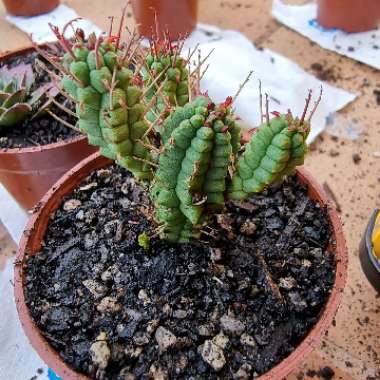 Euphorbia submammillaris var. pfersdorfii