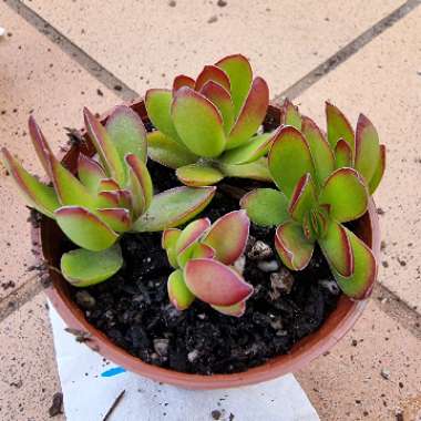 Crassula rubricaulis