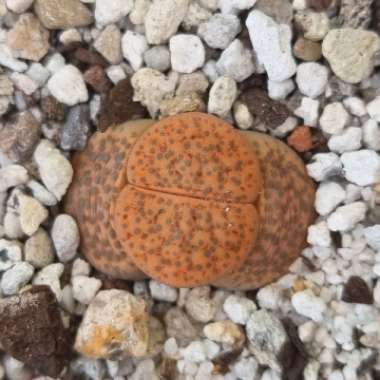 Lithops