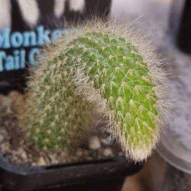 Cleistocactus winteri subs. colademononis