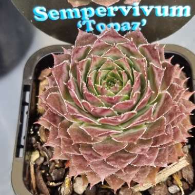 Sempervivum Topaz