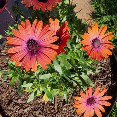 Osteospermum ecklonis