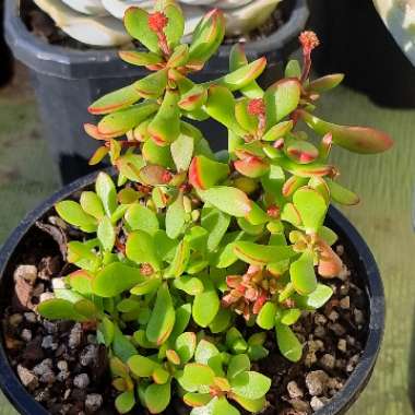 Crassula pubescens subsp. radicans 'Red Carpet'