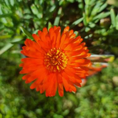 Mesembryanthemum spectabile syn. Lampranthus spectabilis 'Orange'