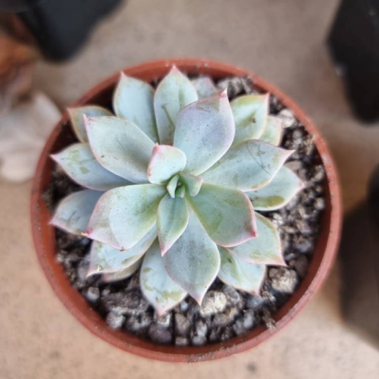 Plant image Echeveria Costa Brava