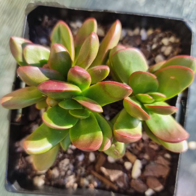 plant image 1504067