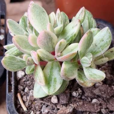 Crassula rogersii Variegated