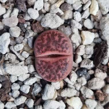 Lithops Bromfieldii v. Glaudinae C393A