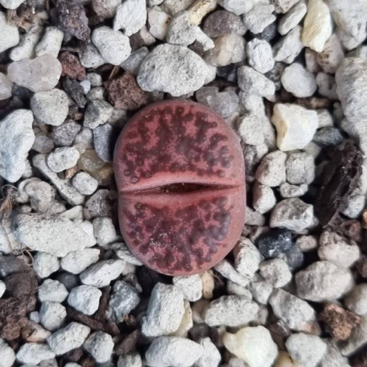 Plant image Lithops Bromfieldii v. Glaudinae C393A