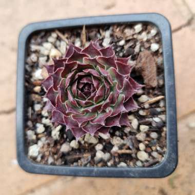 Sempervivum Dark Beauty