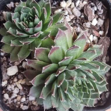 Sempervivum Black Mini