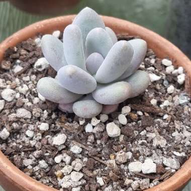 Echeveria Orange Monroe x Graptopetulum Amethystinum