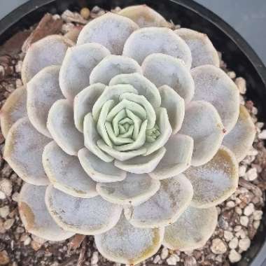 Echeveria Blue Surprise