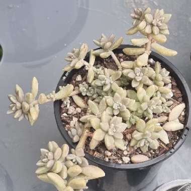 Graptopetalum Mendozae