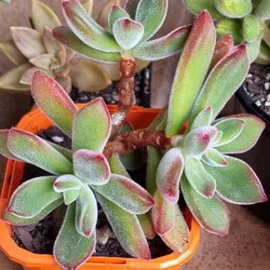 Echeveria Pulvinata 'Ruby Blush'