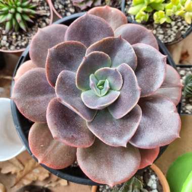 Echeveria Blue Metal