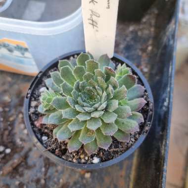 Sempervivum Pink Puff