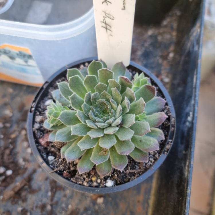 Plant image Sempervivum Pink Puff