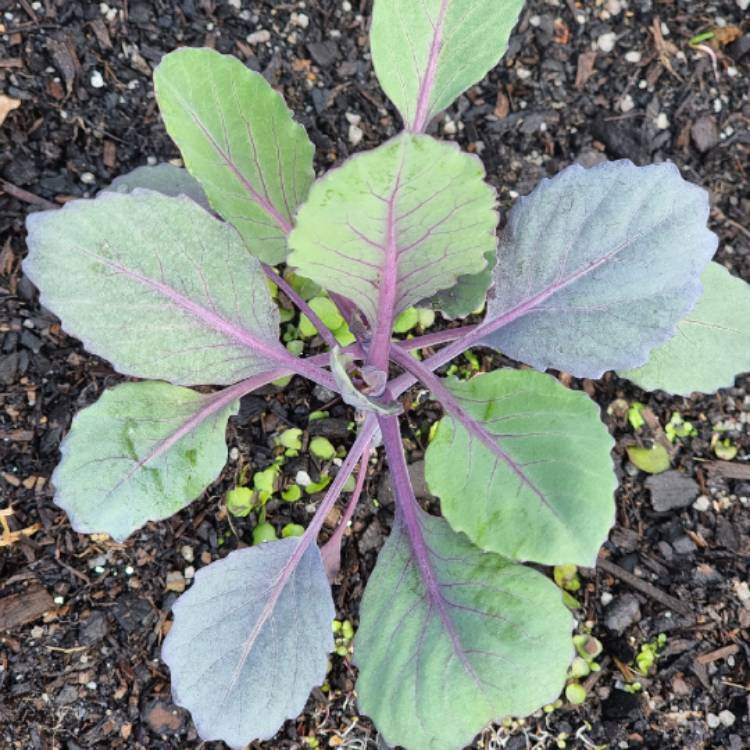 Plant image Brassica oleracea var. rubra (Capitata Group)