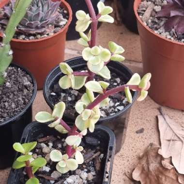 Portulacaria Afra Variegata