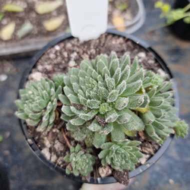 Sempervivum Hairy Balls