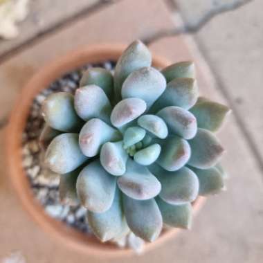 x Pachyveria Clavifolia