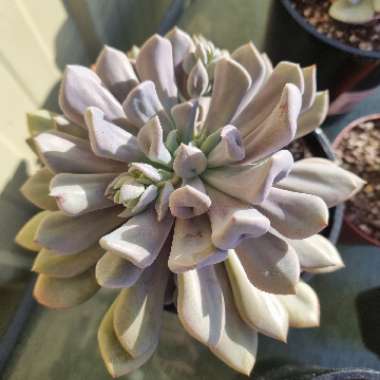 xGraptoveria Topsy Debbi