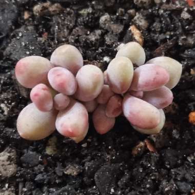 Pachyphytum glutinicaule