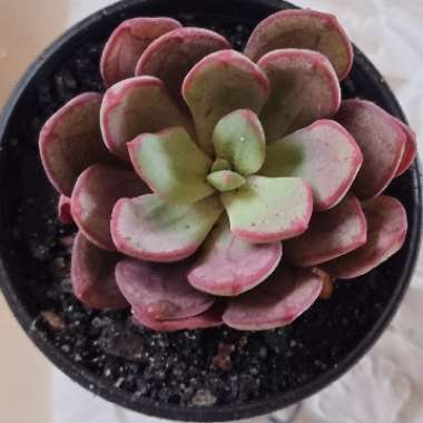 Echeveria Bella Rouge