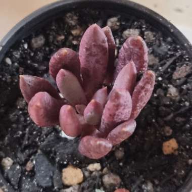 Pachyveria Red Banana 