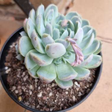 Echeveria Elegans