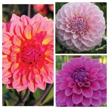 Dahlia