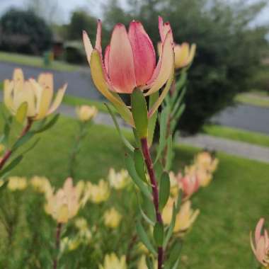 Leucadendron Laureolum