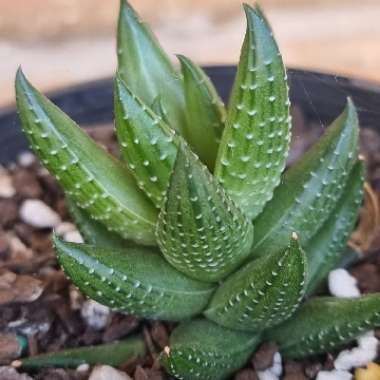 Haworthiopsis coarctata f. greenii syn. Haworthia coarctata f. greenii, Haworthia greenii