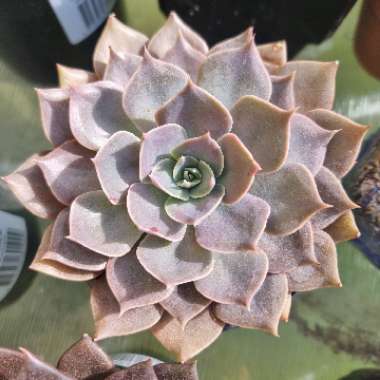 Echeveria Linda Jean