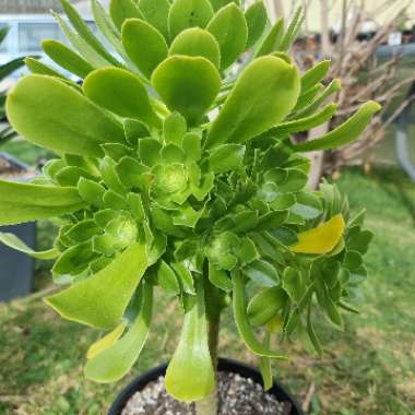 Aeonium Arboreum Green Rose