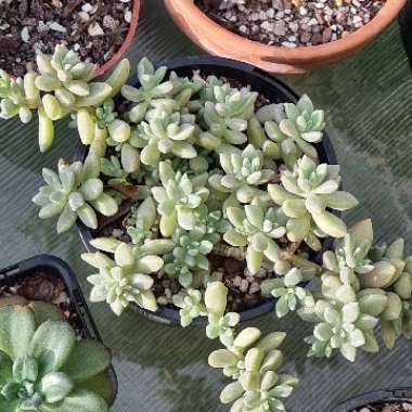 Graptopetalum Mendozae