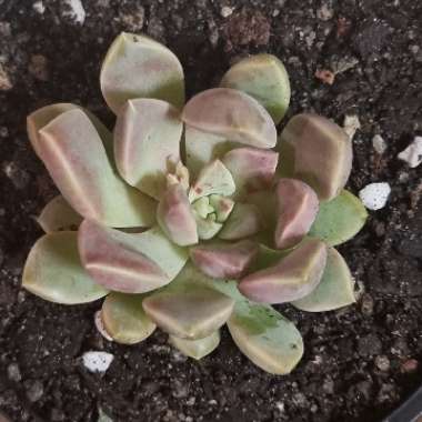 xGraptoveria Pebbles