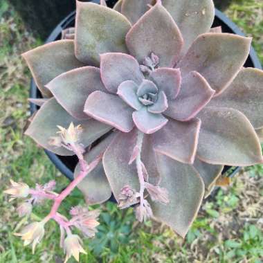 xGraptoveria Douglas Huth