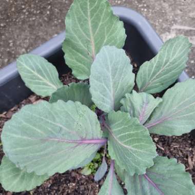 Brassica oleracea var. rubra (Capitata Group)