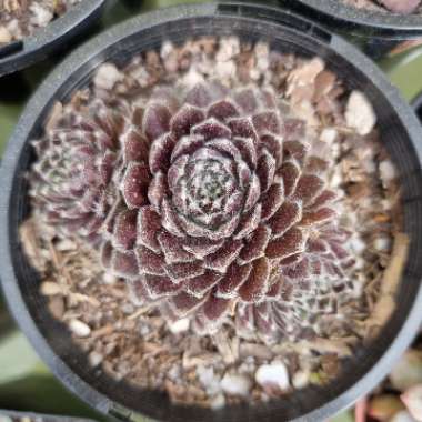 Sempervivum Pacific Feather Power