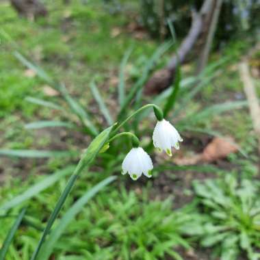 Leucojum vernum