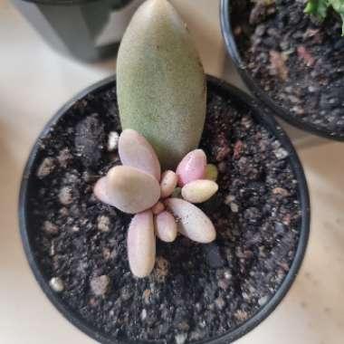 Pachyphytum 'Captain Jessop'