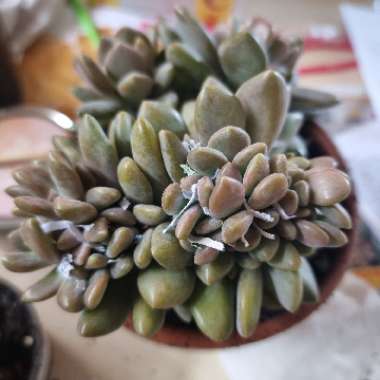 x Pachyveria Elaine Cristata