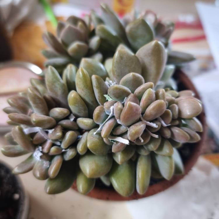 Plant image x Pachyveria Elaine Cristata