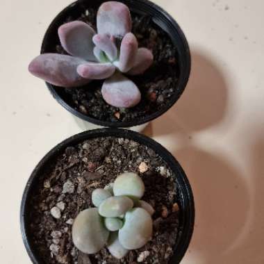 Pachyphytum Blue Haze