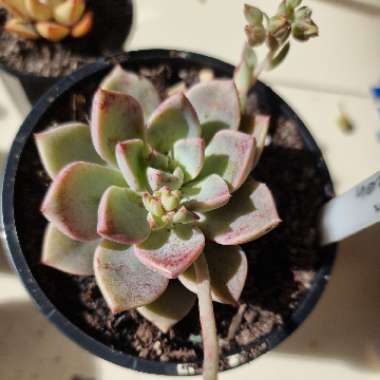 xGraptoveria Marpin