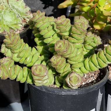 Crassula perforata x Crassula rupestris var marnieriana 'Baby Necklace'