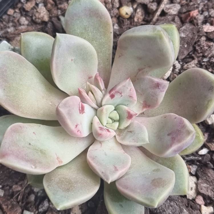 Plant image xGraptoveria Pebbles