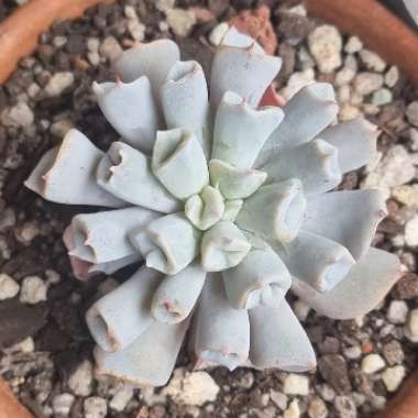 Echeveria Trumpet Pinky 